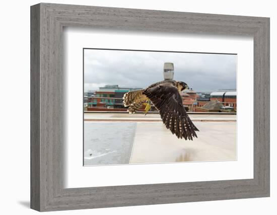 Peregrine Falcon (Falco Peregrinus) In Flight Over Roof Top, Bristol, England, UK-Bertie Gregory-Framed Photographic Print