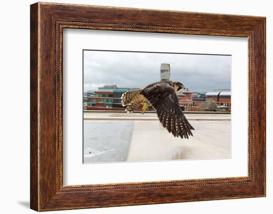 Peregrine Falcon (Falco Peregrinus) In Flight Over Roof Top, Bristol, England, UK-Bertie Gregory-Framed Photographic Print