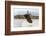 Peregrine Falcon (Falco Peregrinus) In Flight Over Roof Top, Bristol, England, UK-Bertie Gregory-Framed Photographic Print