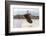 Peregrine Falcon (Falco Peregrinus) In Flight Over Roof Top, Bristol, England, UK-Bertie Gregory-Framed Photographic Print