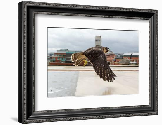 Peregrine Falcon (Falco Peregrinus) In Flight Over Roof Top, Bristol, England, UK-Bertie Gregory-Framed Photographic Print