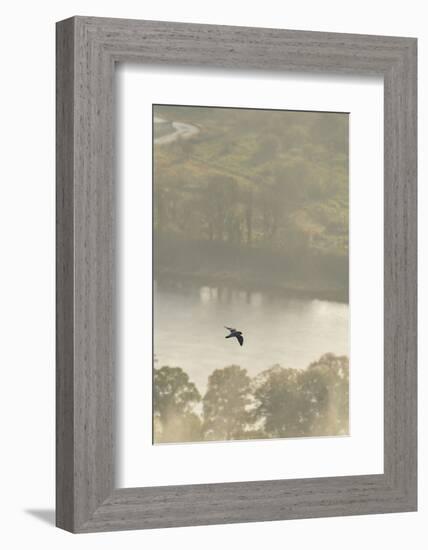 Peregrine Falcon (Falco Peregrinus) in Flight over the River Tay, Perthshire, Scotland, UK-Fergus Gill-Framed Photographic Print