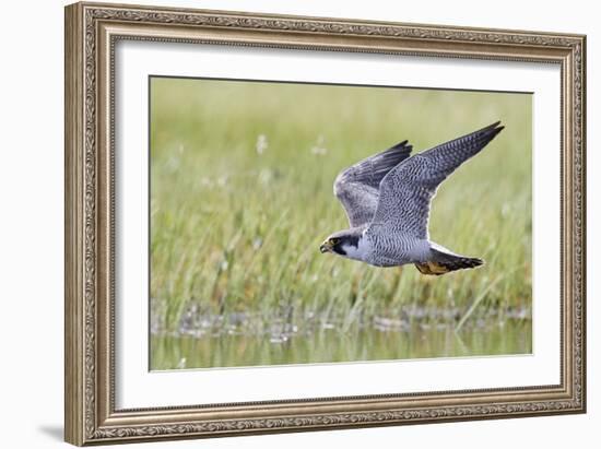 Peregrine falcon (Falco peregrinus) in flight, Vaala, Finland, June-Markus Varesvuo-Framed Photographic Print