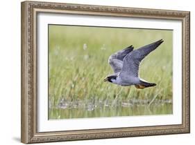 Peregrine falcon (Falco peregrinus) in flight, Vaala, Finland, June-Markus Varesvuo-Framed Photographic Print