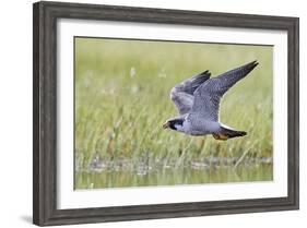 Peregrine falcon (Falco peregrinus) in flight, Vaala, Finland, June-Markus Varesvuo-Framed Photographic Print