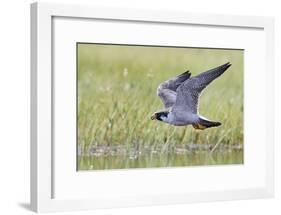 Peregrine falcon (Falco peregrinus) in flight, Vaala, Finland, June-Markus Varesvuo-Framed Photographic Print