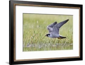 Peregrine falcon (Falco peregrinus) in flight, Vaala, Finland, June-Markus Varesvuo-Framed Photographic Print