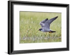 Peregrine falcon (Falco peregrinus) in flight, Vaala, Finland, June-Markus Varesvuo-Framed Photographic Print