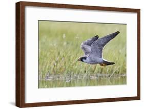 Peregrine falcon (Falco peregrinus) in flight, Vaala, Finland, June-Markus Varesvuo-Framed Photographic Print