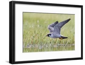 Peregrine falcon (Falco peregrinus) in flight, Vaala, Finland, June-Markus Varesvuo-Framed Photographic Print