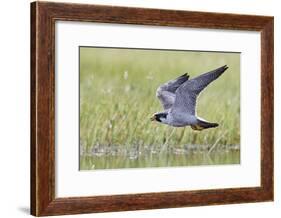 Peregrine falcon (Falco peregrinus) in flight, Vaala, Finland, June-Markus Varesvuo-Framed Photographic Print