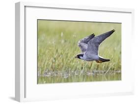 Peregrine falcon (Falco peregrinus) in flight, Vaala, Finland, June-Markus Varesvuo-Framed Photographic Print