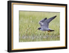 Peregrine falcon (Falco peregrinus) in flight, Vaala, Finland, June-Markus Varesvuo-Framed Photographic Print