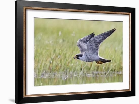 Peregrine falcon (Falco peregrinus) in flight, Vaala, Finland, June-Markus Varesvuo-Framed Photographic Print