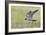 Peregrine falcon (Falco peregrinus) in flight, Vaala, Finland, June-Markus Varesvuo-Framed Photographic Print