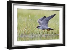 Peregrine falcon (Falco peregrinus) in flight, Vaala, Finland, June-Markus Varesvuo-Framed Photographic Print