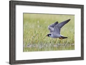 Peregrine falcon (Falco peregrinus) in flight, Vaala, Finland, June-Markus Varesvuo-Framed Photographic Print