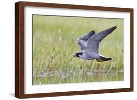 Peregrine falcon (Falco peregrinus) in flight, Vaala, Finland, June-Markus Varesvuo-Framed Photographic Print