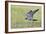 Peregrine falcon (Falco peregrinus) in flight, Vaala, Finland, June-Markus Varesvuo-Framed Photographic Print