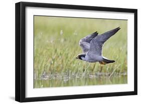 Peregrine falcon (Falco peregrinus) in flight, Vaala, Finland, June-Markus Varesvuo-Framed Photographic Print