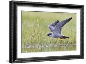 Peregrine falcon (Falco peregrinus) in flight, Vaala, Finland, June-Markus Varesvuo-Framed Photographic Print