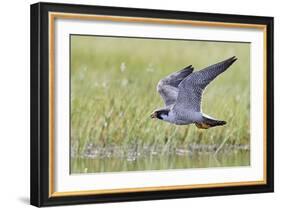 Peregrine falcon (Falco peregrinus) in flight, Vaala, Finland, June-Markus Varesvuo-Framed Photographic Print
