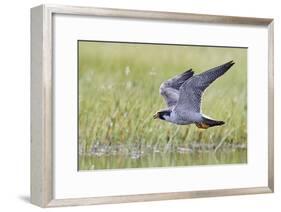 Peregrine falcon (Falco peregrinus) in flight, Vaala, Finland, June-Markus Varesvuo-Framed Photographic Print