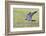 Peregrine falcon (Falco peregrinus) in flight, Vaala, Finland, June-Markus Varesvuo-Framed Photographic Print