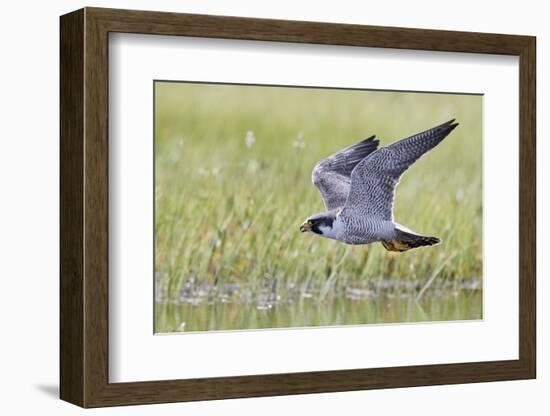 Peregrine falcon (Falco peregrinus) in flight, Vaala, Finland, June-Markus Varesvuo-Framed Photographic Print