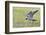 Peregrine falcon (Falco peregrinus) in flight, Vaala, Finland, June-Markus Varesvuo-Framed Photographic Print