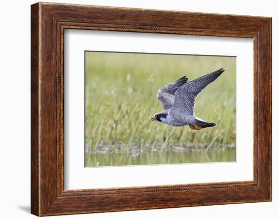 Peregrine falcon (Falco peregrinus) in flight, Vaala, Finland, June-Markus Varesvuo-Framed Photographic Print