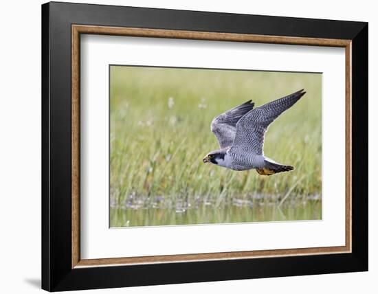 Peregrine falcon (Falco peregrinus) in flight, Vaala, Finland, June-Markus Varesvuo-Framed Photographic Print