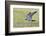 Peregrine falcon (Falco peregrinus) in flight, Vaala, Finland, June-Markus Varesvuo-Framed Photographic Print