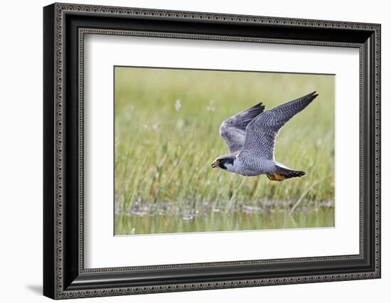 Peregrine falcon (Falco peregrinus) in flight, Vaala, Finland, June-Markus Varesvuo-Framed Photographic Print