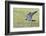 Peregrine falcon (Falco peregrinus) in flight, Vaala, Finland, June-Markus Varesvuo-Framed Photographic Print