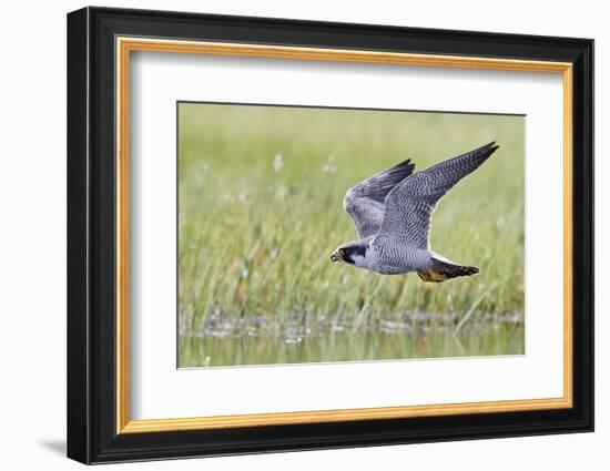 Peregrine falcon (Falco peregrinus) in flight, Vaala, Finland, June-Markus Varesvuo-Framed Photographic Print