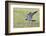 Peregrine falcon (Falco peregrinus) in flight, Vaala, Finland, June-Markus Varesvuo-Framed Photographic Print