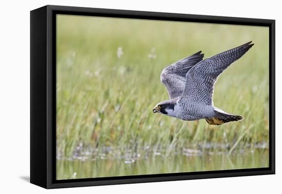 Peregrine falcon (Falco peregrinus) in flight, Vaala, Finland, June-Markus Varesvuo-Framed Premier Image Canvas