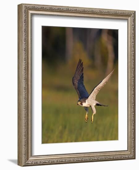 Peregrine falcon (Falco peregrinus) in flight,  Vaala, Finland, June.-Markus Varesvuo-Framed Photographic Print