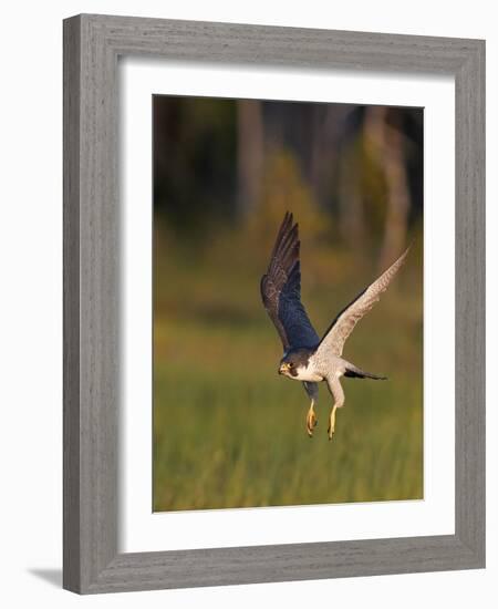 Peregrine falcon (Falco peregrinus) in flight,  Vaala, Finland, June.-Markus Varesvuo-Framed Photographic Print