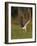 Peregrine falcon (Falco peregrinus) in flight,  Vaala, Finland, June.-Markus Varesvuo-Framed Photographic Print