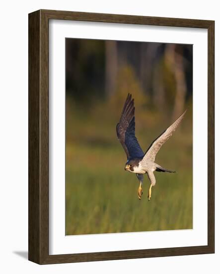 Peregrine falcon (Falco peregrinus) in flight,  Vaala, Finland, June.-Markus Varesvuo-Framed Photographic Print