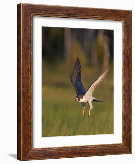 Peregrine falcon (Falco peregrinus) in flight,  Vaala, Finland, June.-Markus Varesvuo-Framed Photographic Print