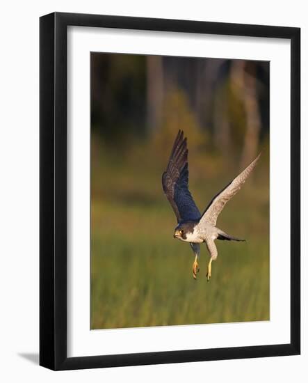 Peregrine falcon (Falco peregrinus) in flight,  Vaala, Finland, June.-Markus Varesvuo-Framed Photographic Print