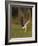 Peregrine falcon (Falco peregrinus) in flight,  Vaala, Finland, June.-Markus Varesvuo-Framed Photographic Print