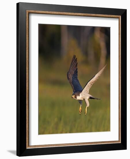 Peregrine falcon (Falco peregrinus) in flight,  Vaala, Finland, June.-Markus Varesvuo-Framed Photographic Print