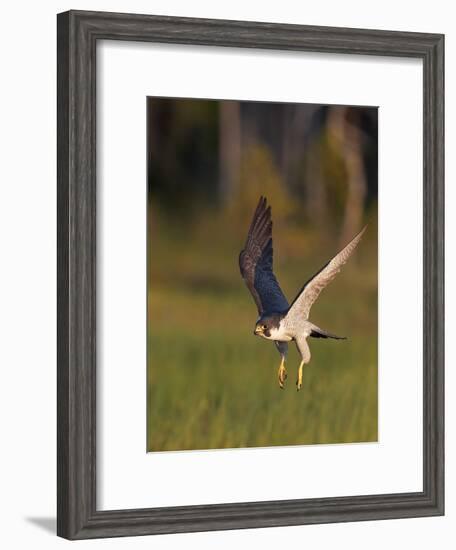 Peregrine falcon (Falco peregrinus) in flight,  Vaala, Finland, June.-Markus Varesvuo-Framed Photographic Print