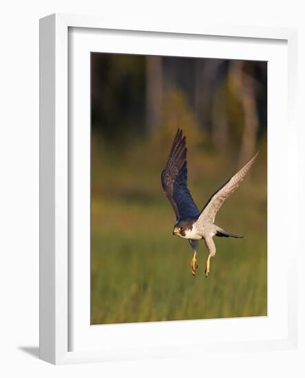 Peregrine falcon (Falco peregrinus) in flight,  Vaala, Finland, June.-Markus Varesvuo-Framed Photographic Print