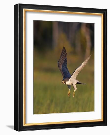 Peregrine falcon (Falco peregrinus) in flight,  Vaala, Finland, June.-Markus Varesvuo-Framed Photographic Print
