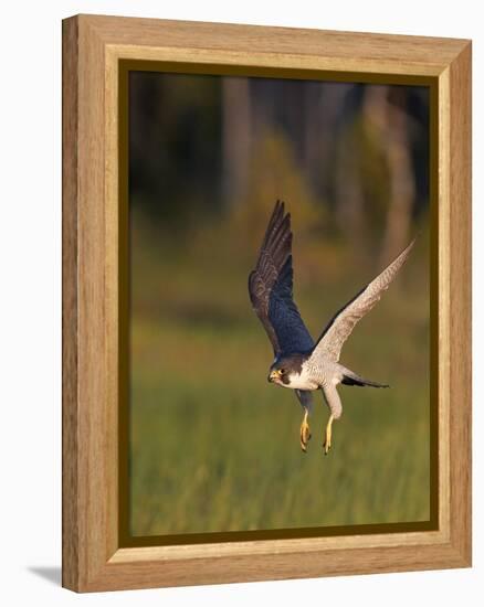 Peregrine falcon (Falco peregrinus) in flight,  Vaala, Finland, June.-Markus Varesvuo-Framed Premier Image Canvas